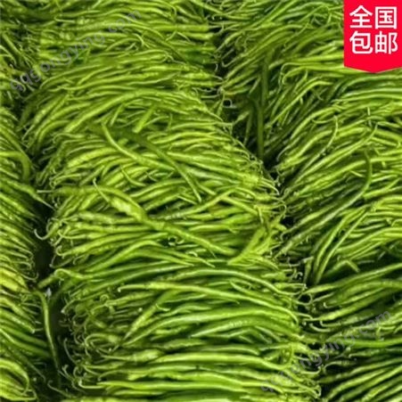 线椒种子种苗 秀海果蔬 线椒苗批发 早熟绿斤长