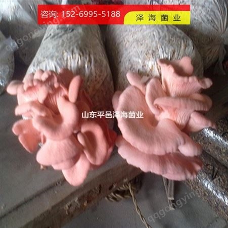 红平菇菌包销售 红平菇食用菌种 菌包定制