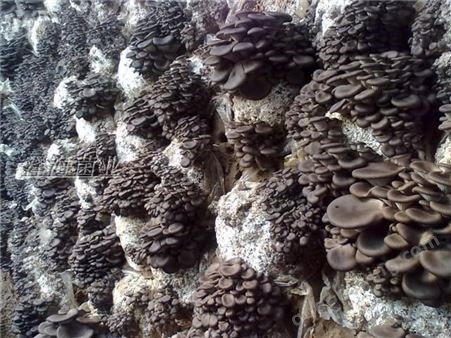 食用菌 一级种 试管母种 斜面种 灰平菇 高温低温菌种
