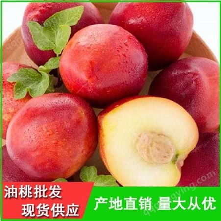 早熟油桃批发供应商-丽春早红宝石油桃品种齐全-昊昌
