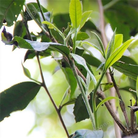 昆明普洱茶生产销售 古树生茶饼茶 种类齐全