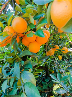 云南冰糖橙  新鲜橙子当季水果 手剥橙  褚橙  绿皮橙 精品礼盒装