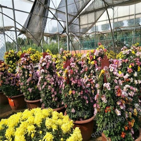 根据客户需求山东造型菊花种植基地 大菊花盆栽 造型菊花一手货源无中介