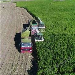 豫东农牧自走式青贮机-玉米秸秆青储收获机-新疆-青储收割机价格