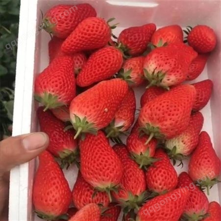 入棚草莓苗价格 甜宝草莓苗品种 草莓苗种植技术