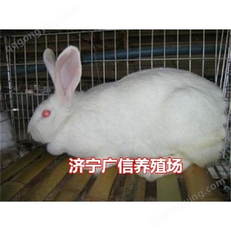 供应- 伊拉兔兔苗- 伊拉兔种兔养殖