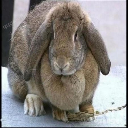 低价供苗- 公羊兔种兔- 纯种肉兔公羊兔
