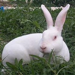 高质量 新西兰兔肉兔 新西兰兔批发 纯种新西兰种兔