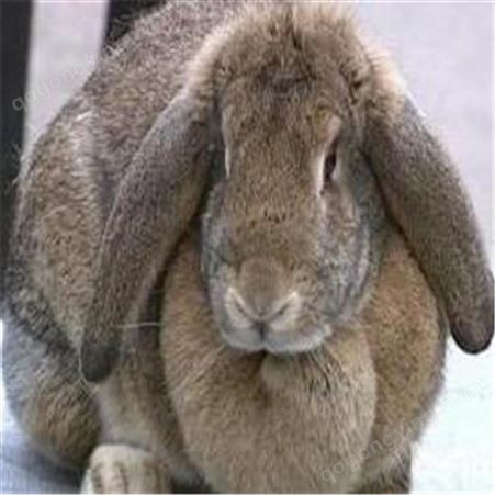 - 公羊兔幼兔- 纯种肉兔公羊兔