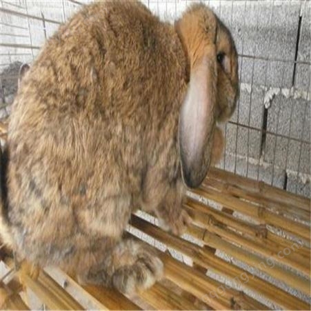 - 公羊兔幼兔- 纯种肉兔公羊兔