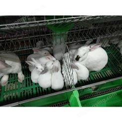 供应- 伊拉兔兔苗- 伊拉兔种兔养殖