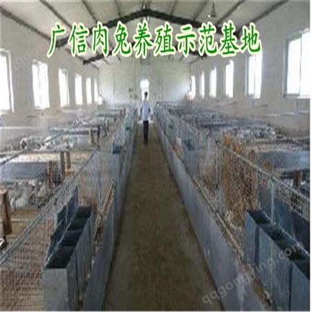 广信- 伊普吕兔养殖- 八点黑种兔价格