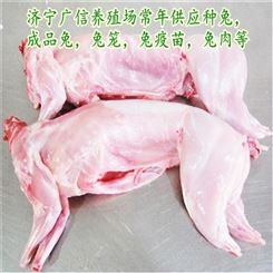 广信- 伊普吕兔养殖- 八点黑种兔价格
