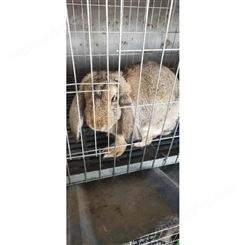 广信养殖- 公羊兔养殖场- 纯种的公羊兔