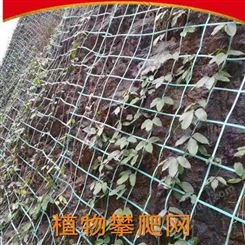 边坡防护绿化植物爬藤网 植物攀爬网 绿色钢塑格栅