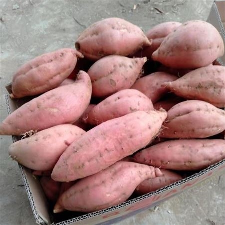 山东红薯批发 红薯价格 新品种红薯批发
