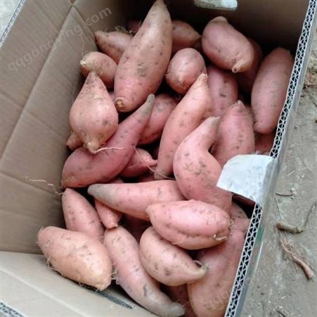 山东红薯批发 红薯价格 新品种红薯批发