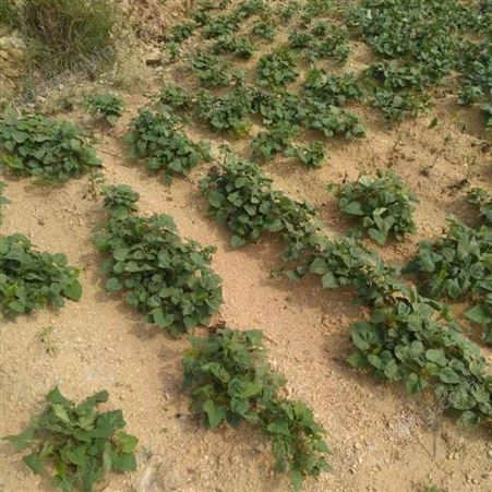 沙地红薯批发 烤薯烟薯25 全沙地种植
