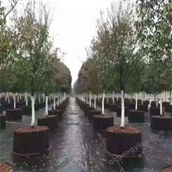 防虫防冻保温涂白剂果树树木涂白剂 赛贝新型材料大树涂白剂