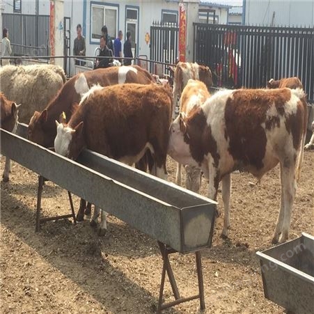 大量供应 改良肉牛种牛价格 出栏肉牛 品种齐全 通凯牧业 屠宰育肥牛