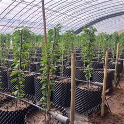 蓝莓控根器厂家供应 辉门 围植排水板 广西快速育苗的控根容器