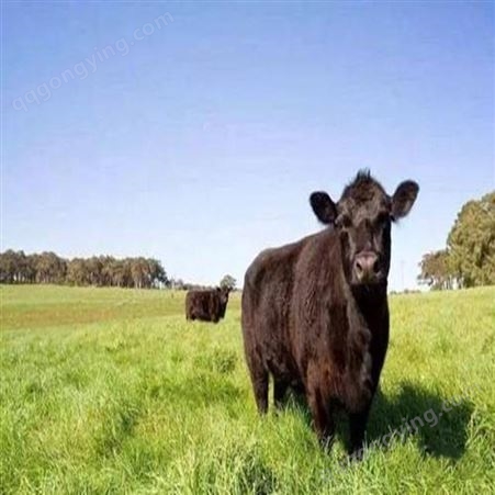 内蒙古纯种肉牛崽价格 肉牛崽价格真实可靠 通凯养殖场货源充足
