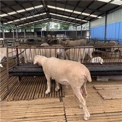 免费技术服务 陕西杜泊羊养殖场 杜泊绵羊一斤价格 通凯养殖 杜泊羊怀孕母羊