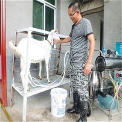 黑龙江省奶羊价格 通凯 奶羊母羊 成年二胎大母羊