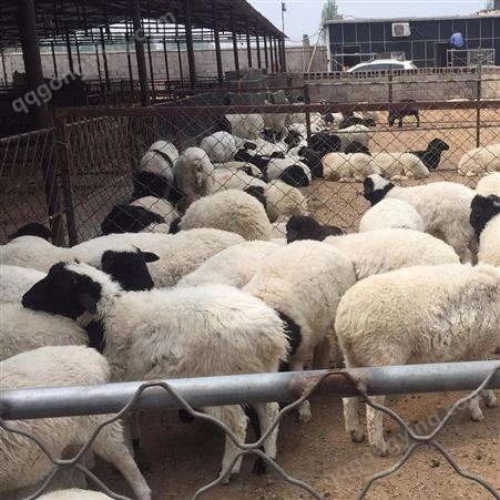 免费技术服务 陕西杜泊羊养殖场 杜泊绵羊一斤价格 通凯养殖 杜泊羊怀孕母羊