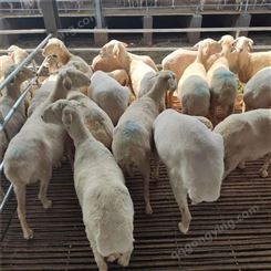 通凯 甘肃湖羊种羊养殖基地货到付款 现在湖羊价格 一只小羊羔批发优惠