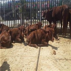 三四个月小牛犊 通凯 陕西汉中西门塔尔牛苗价格 大量批发 纯种牛犊基地