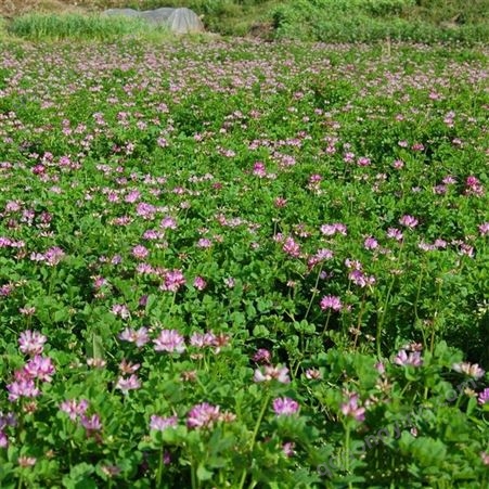 紫花苜蓿种子批发高产 牧草绿肥 通凯 紫花苜蓿种子 紫花苜蓿草种子价格