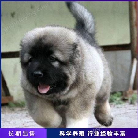 宠物狗高加索幼犬 熊版高加索犬 活体高加索犬 常年销售