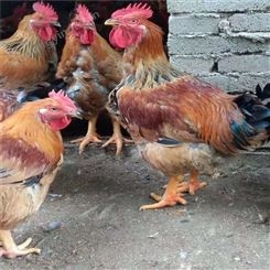 中山青脚土鸡苗养殖场批发直销-养殖家禽的利润