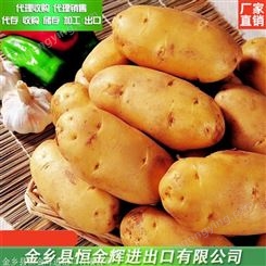 新鲜土豆少量上市 冷藏加工批发零售新鲜土豆