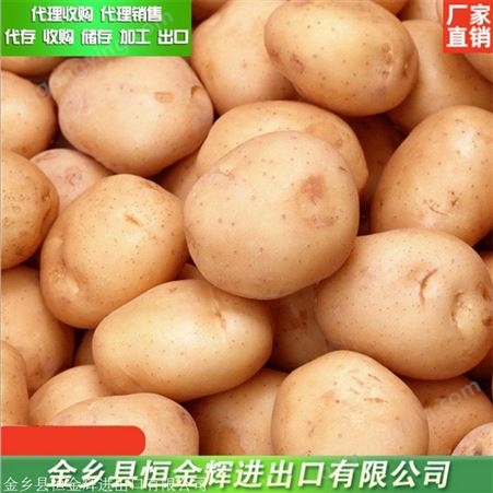 新鲜土豆少量上市 冷藏加工批发零售新鲜土豆
