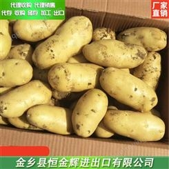 出口级土豆 土豆厂家 大量批发土豆