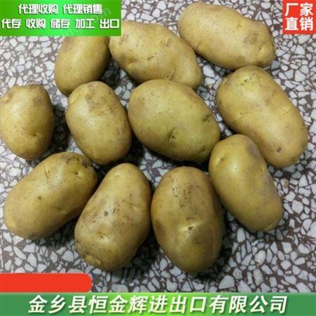 山东金乡土豆代销 包装出口土豆 代理加工储存土豆