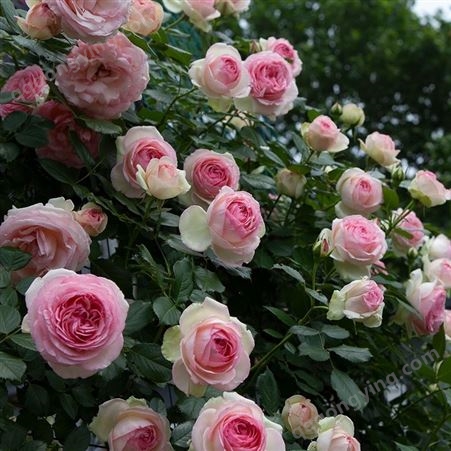粉色龙沙宝石  爬藤蔷薇月季花苗   别墅庭院  攀援爬墙藤本欧洲月季