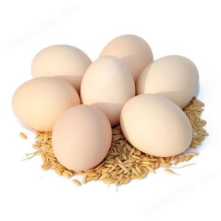 受精蛋客孵化 厂家现货北京油鸡种蛋大量供应可运输