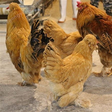 健康的北京油鸡成年鸡 北京油鸡成年鸡厂家大量出售