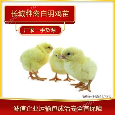 白羽肉鸡价格 常年供应白羽肉鸡批发种禽批发