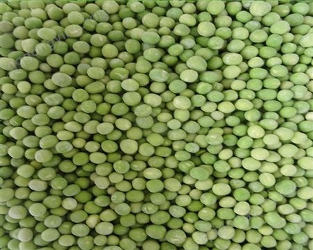 新鲜青豆原材料 速冻青豆低温储存 大量生产脱水加工