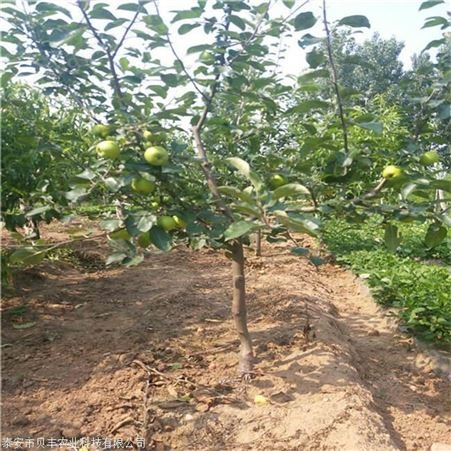 新品种苹果树苗批发哪里有  鲁丽苹果树苗基地价格  1公分苹果树苗