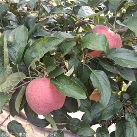 新品种苹果树苗批发哪里有  鲁丽苹果树苗基地价格  1公分苹果树苗
