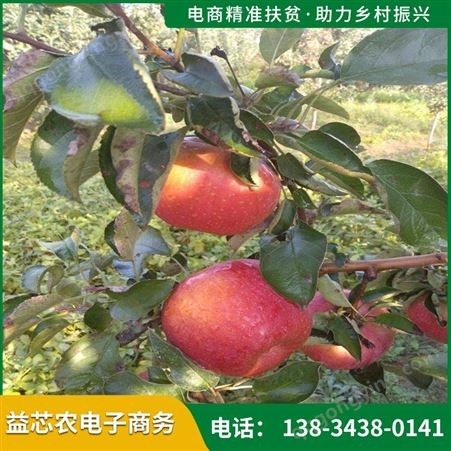 益芯农苹果苗基地 品种齐全 易成活