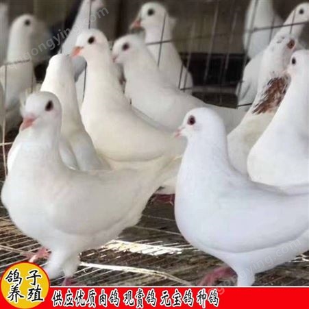 鑫燎三农 肉鸽的市场 一斤的价格类