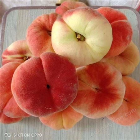 蟠桃出售 蟠桃栽培技术 新品种
