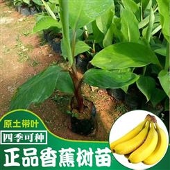 水果种苗 香蕉苗 西贡香蕉苗 皇帝蕉苗 巴西蕉苗种植香蕉 香蕉苗批发供应