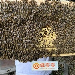 蜜蜂出售 蜂零零出售蜜蜂中蜂养殖基地